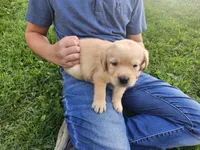Taffy, a female Labrador Retriever for sale in Schellsburg, PA – 1 of 3