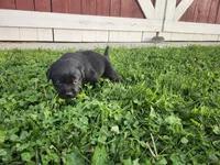 Mochi, a male Labrador Retriever for sale in Schellsburg, PA – 2 of 3