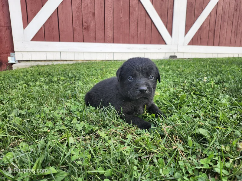 Licorice – Labrador Retriever puppy on hold in Schellsburg, PA
