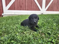 Licorice, a female Labrador Retriever for sale in Schellsburg, PA – 1 of 3