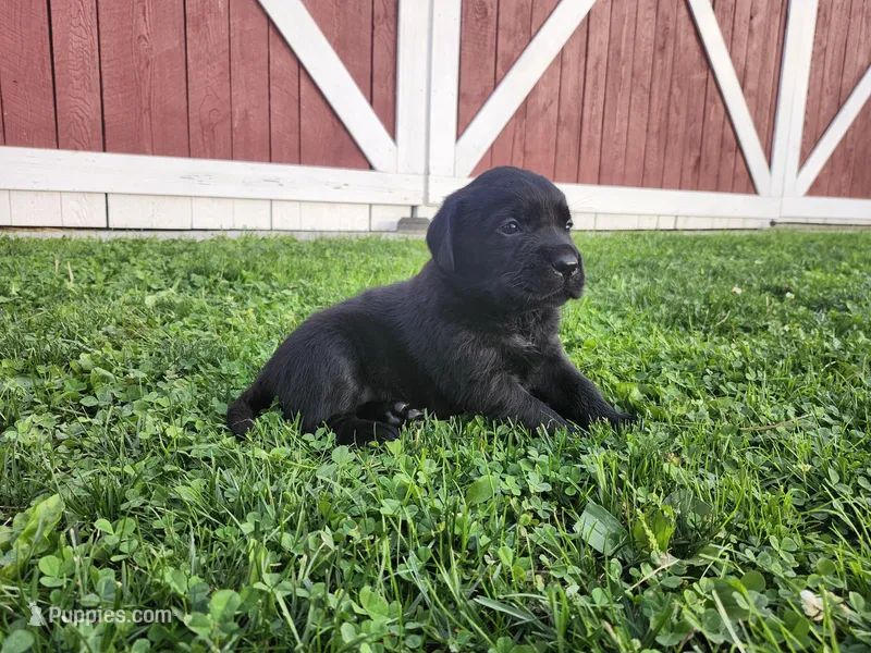 York F – Labrador Retriever puppy for sale in Schellsburg, PA