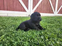 York F, a female Labrador Retriever for sale in Schellsburg, PA – 1 of 3