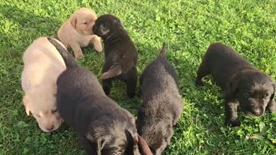 Twix, a male Labrador Retriever for sale in Schellsburg, PA – 3 of 3