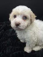 Teddy, a male Poodle - Toy  for sale in Mena, AR – 2 of 5