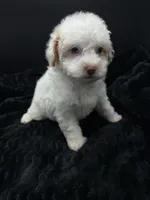 Daizy , a female Poodle - Toy  for sale in Mena, AR – 8 of 8