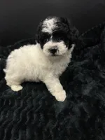 Minnie, a female Poodle - Toy  for sale in Mena, AR – 4 of 7
