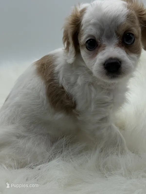 Milo – Cavapoo puppy for sale in Mena, AR