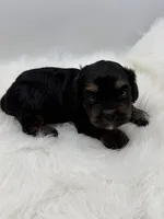 Magnum, a male Cavapoo for sale in Mena, AR – 6 of 7