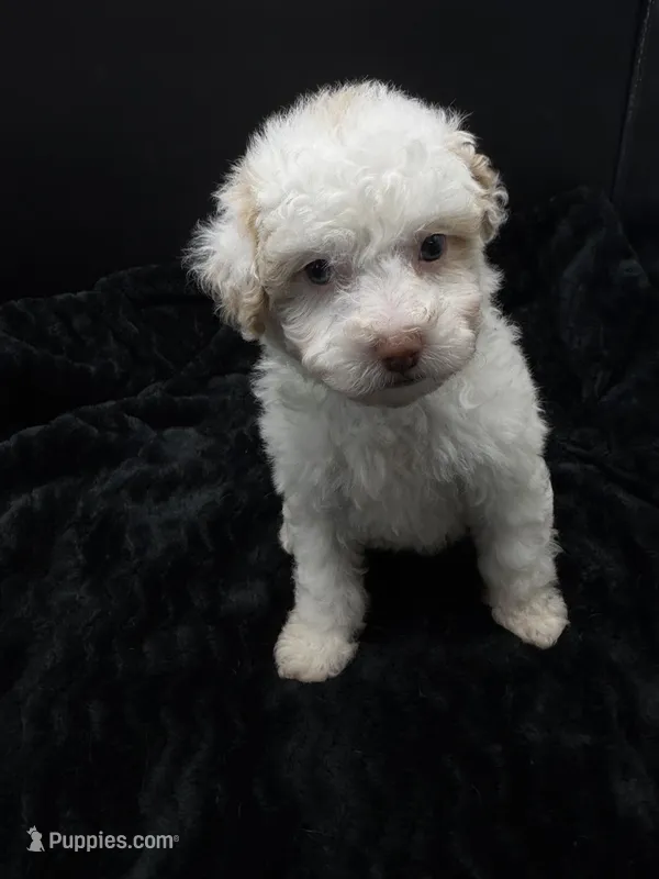 Daizy  – Poodle - Toy  puppy for sale in Mena, AR