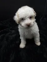Daizy , a female Poodle - Toy  for sale in Mena, AR – 1 of 8