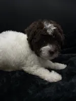 Clover , a female Poodle - Toy  for sale in Mena, AR – 4 of 5