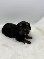 Magnum, a male Cavapoo for sale in Mena, AR – 4 of 7