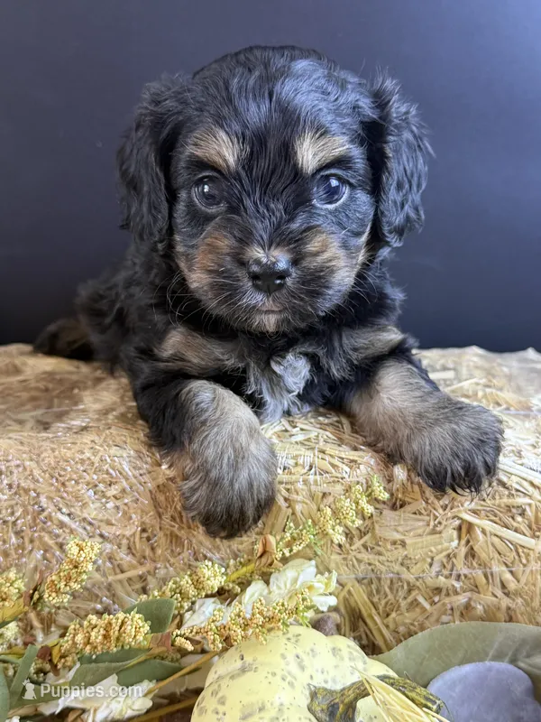 Magnum – Cavapoo puppy for sale in Mena, AR