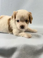 Milo, a male Cavapoo for sale in Mena, AR – 5 of 7