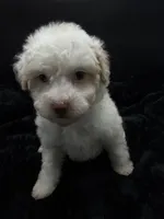 Daizy , a female Poodle - Toy  for sale in Mena, AR – 3 of 8