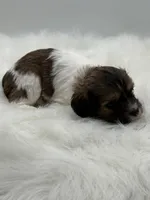 Jasper, a male Cavapoo for sale in Mena, AR – 2 of 7
