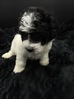 Minnie, a female Poodle - Toy  for sale in Mena, AR – 5 of 7