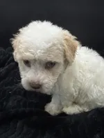 Teddy, a male Poodle - Toy  for sale in Mena, AR – 3 of 5