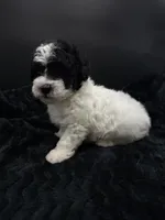 Minnie, a female Poodle - Toy  for sale in Mena, AR – 2 of 7