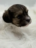 Jasper, a male Cavapoo for sale in Mena, AR – 5 of 7