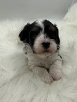Gidget, a male Cavapoo for sale in Mena, AR – 4 of 7