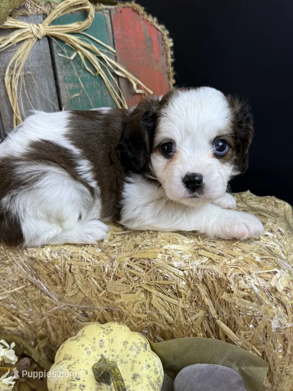 Buck – Cavapoo puppy for sale in Mena, AR