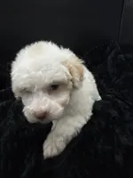 Daizy , a female Poodle - Toy  for sale in Mena, AR – 7 of 8
