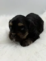 Magnum, a male Cavapoo for sale in Mena, AR – 2 of 7