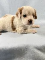 Milo, a male Cavapoo for sale in Mena, AR – 4 of 7