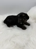 Magnum, a male Cavapoo for sale in Mena, AR – 7 of 7