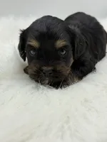 Magnum, a male Cavapoo for sale in Mena, AR – 5 of 7