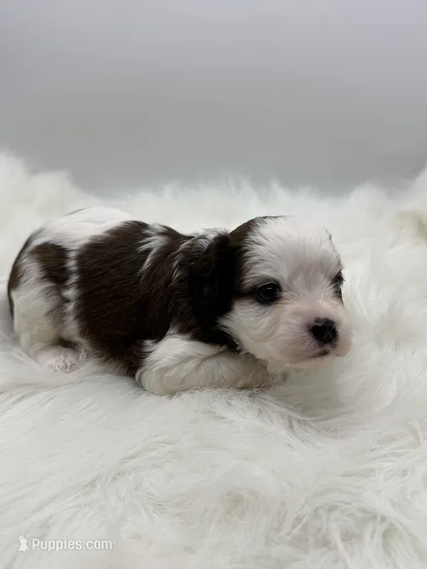 Buck – Cavapoo puppy for sale in Mena, AR