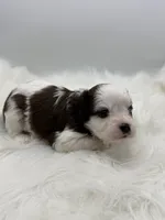 Buck, a male Cavapoo for sale in Mena, AR – 1 of 8