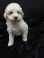Daizy , a female Poodle - Toy  for sale in Mena, AR – 4 of 8