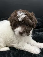 Clover , a female Poodle - Toy  for sale in Mena, AR – 3 of 5