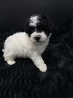 Minnie, a female Poodle - Toy  for sale in Mena, AR – 3 of 7