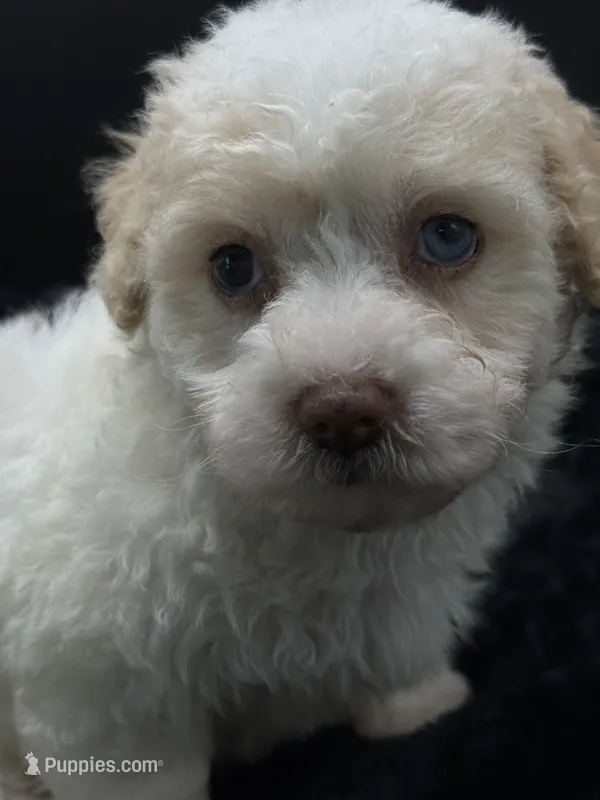 Teddy – Poodle - Toy  puppy for sale in Mena, AR