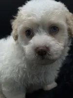 Teddy, a male Poodle - Toy  for sale in Mena, AR – 1 of 5