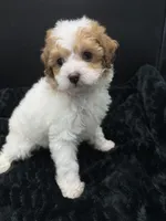 Cocoa, a female Poodle - Toy  for sale in Mena, AR – 4 of 5