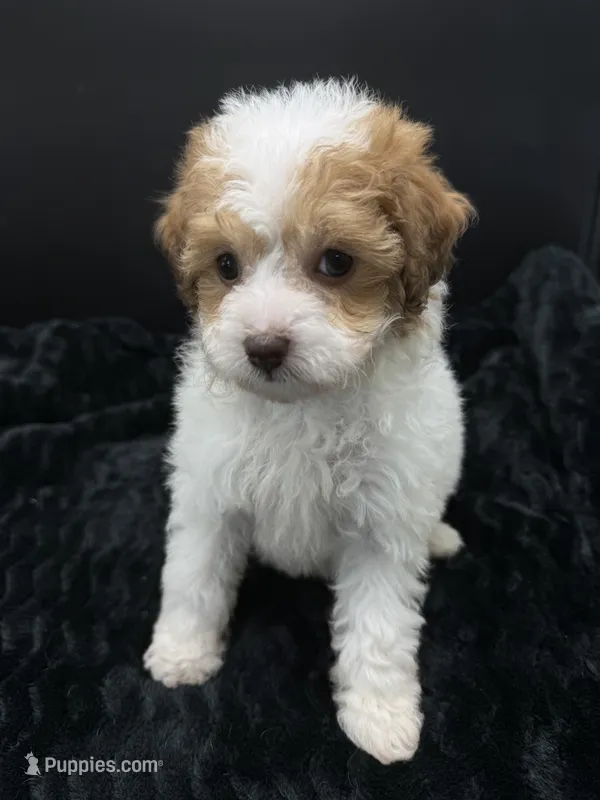Cocoa – Poodle - Toy  puppy for sale in Mena, AR