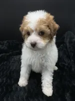 Cocoa, a female Poodle - Toy  for sale in Mena, AR – 1 of 5