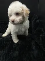 Daizy , a female Poodle - Toy  for sale in Mena, AR – 5 of 8
