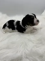 Gidget, a male Cavapoo for sale in Mena, AR – 6 of 7