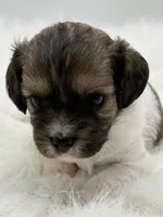 Jasper, a male Cavapoo for sale in Mena, AR – 4 of 7