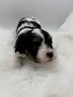 Gidget, a male Cavapoo for sale in Mena, AR – 5 of 7