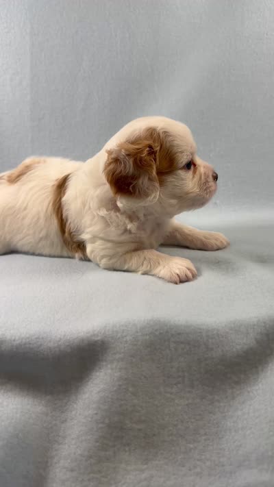 Milo, a male Cavapoo for sale in Mena, AR – 7 of 7
