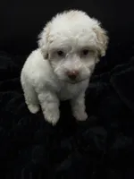 Daizy , a female Poodle - Toy  for sale in Mena, AR – 2 of 8