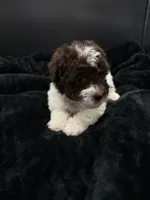 Clover , a female Poodle - Toy  for sale in Mena, AR – 5 of 5