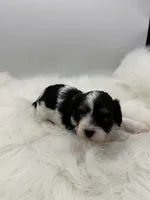 Gidget, a male Cavapoo for sale in Mena, AR – 7 of 7
