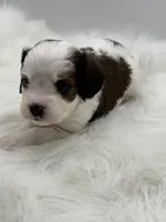 Buck, a male Cavapoo for sale in Mena, AR – 7 of 8